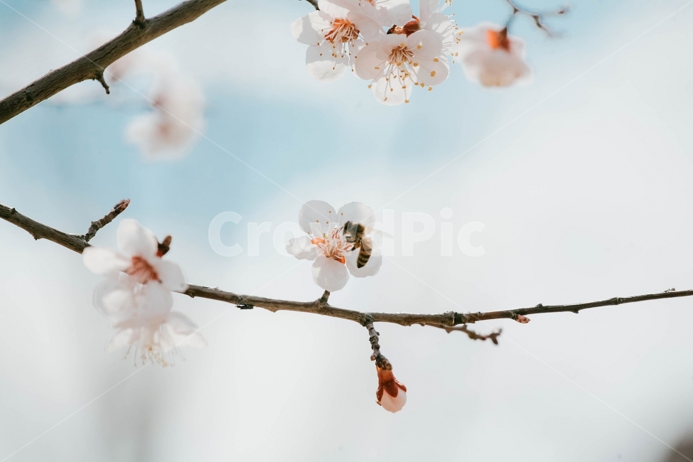 스냅,감성사진,필름,필름사진,필름느낌,사진,벚꽃,벚꽃여행,벚꽃축제,벚꽃사진,봄,계절,구름,여행,국내여행,자연,배경,풍경,배경사진,디자인,소스,봄,계절,spring,season,식물,자연,plants,nature,꽃,flower,감성,sensible,feeling,plant