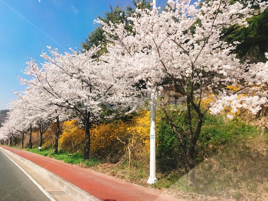 경주,벚꽃,꽃놀이,봄,풍경,자연