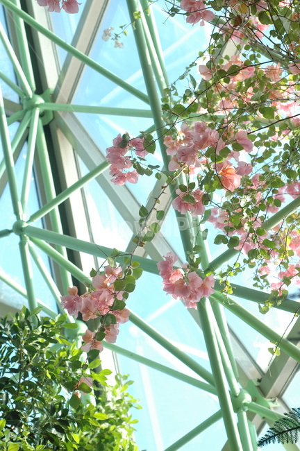 부겐베리아,꽃,식물,하늘,실내,분홍,핑크,flower,봄,따뜻한,부드러운,식물원,나무