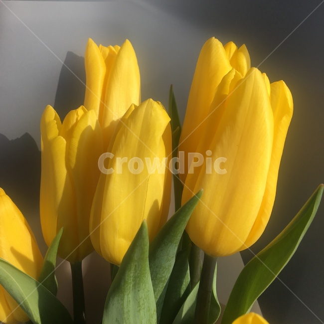 노란꽃,튤립,식물,노란튤립,plant,flower,꽃
