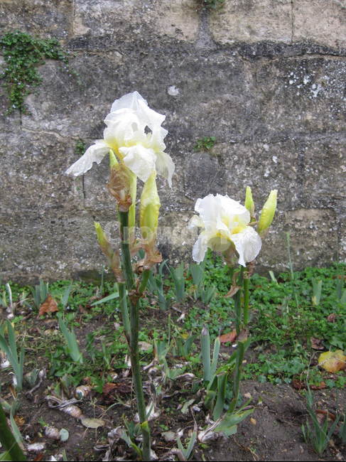 야외,outdoors,plant,식물,blossom,꽃,flower,흰꽃,붓꽃,white