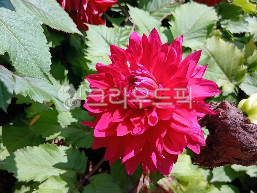 다알리아,꽃,붉은꽃,국화과,식물,dahlia,plant,flower,red,redflower