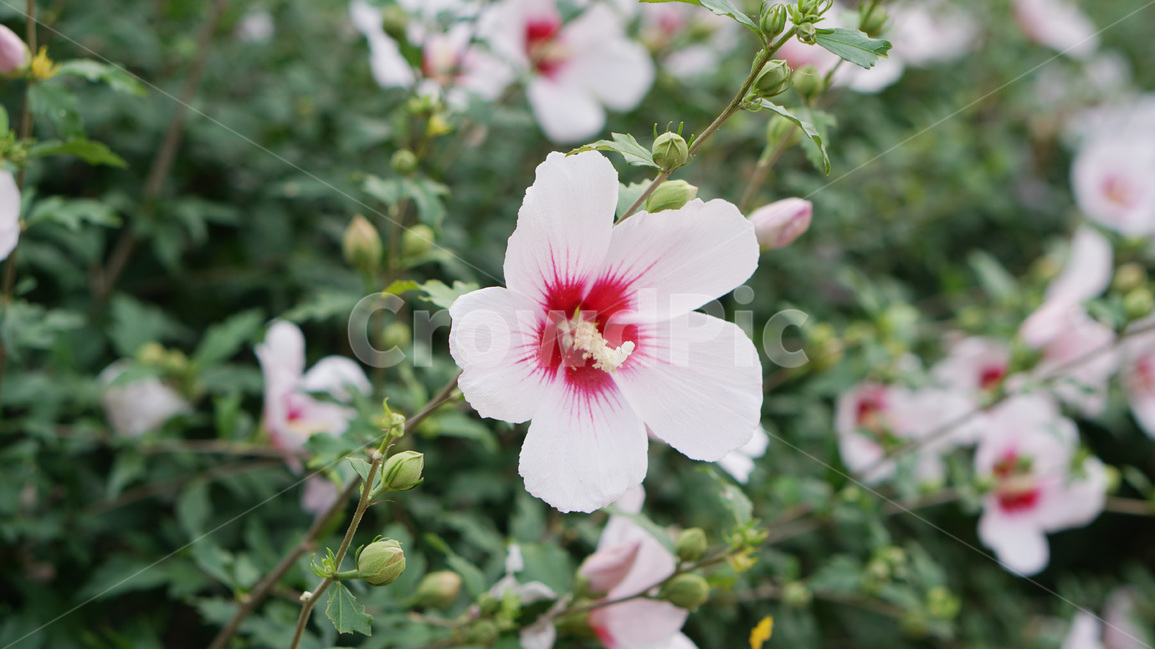 꽃,무궁화,대한민국,식물,자연,식물,자연,plants,nature,꽃,flower