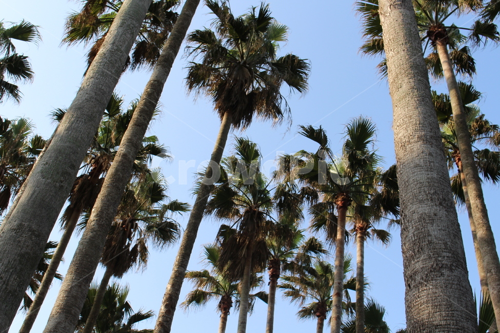tree,나무,plant,식물,arecaceae,palmtree,야자수,summer,여름,제주도,배경,야외