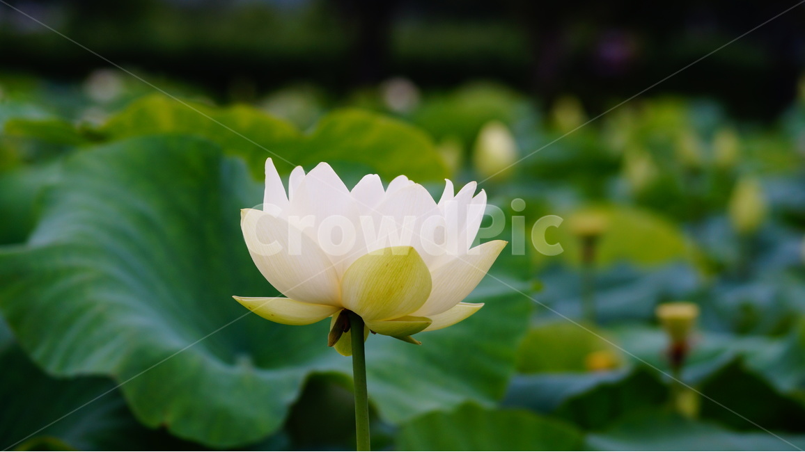 연꽃,꽃,꽃사진,식물,자연,식물,자연,plants,nature,꽃,flower