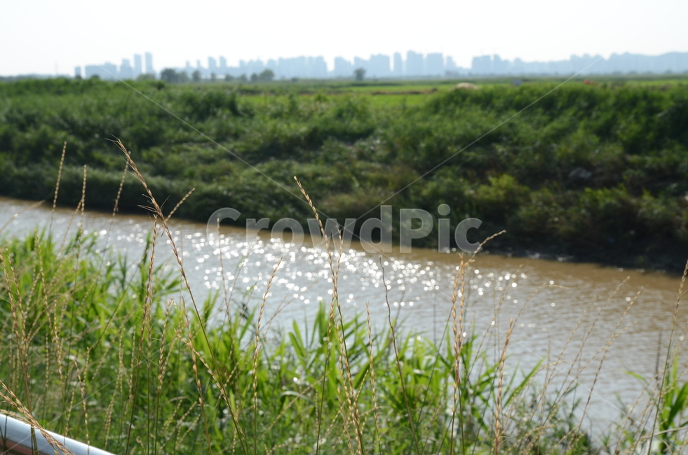 식물,plant,자연,nature,윤슬,outdoors,물,water,옥외