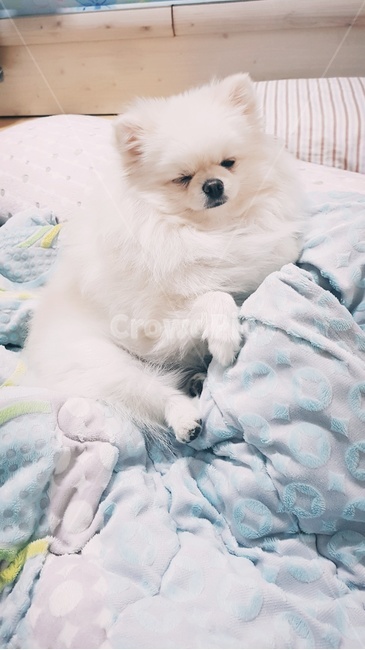 댕댕이,강아지,포메라니안,봄,일상,동물,animal,포유류,mammal,개,강아지,dog,doggy
