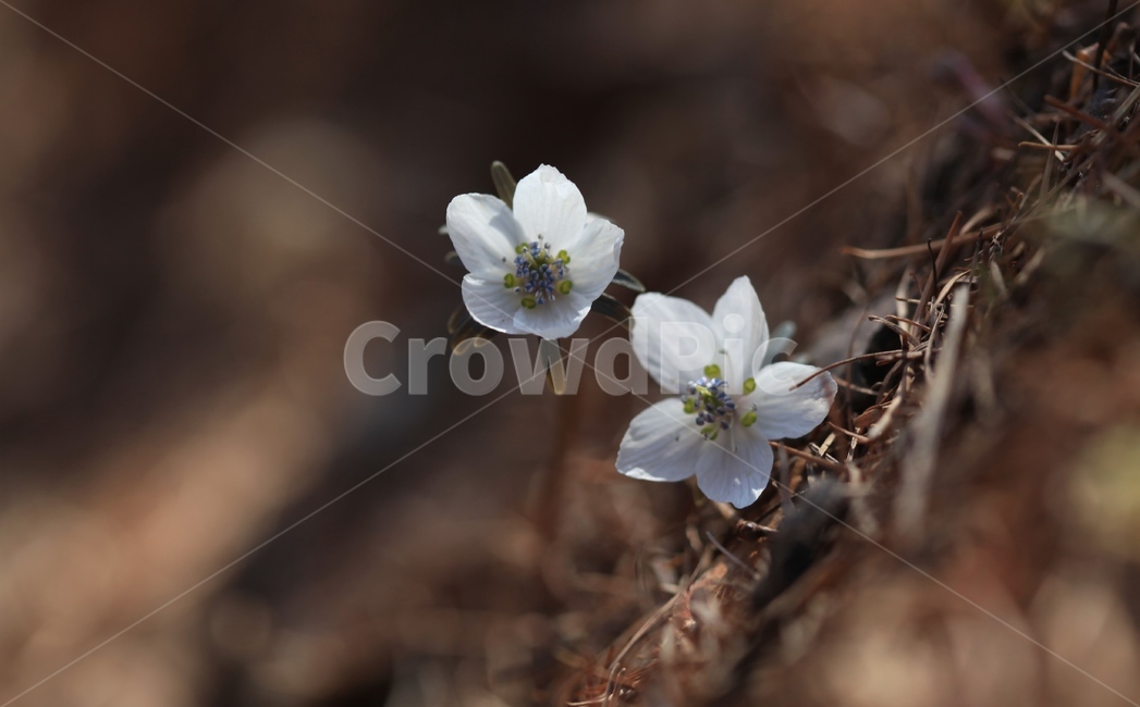 봄꽃,봄야생화,우리꽃,아름다움,순수,변산바람꽃,한국특산종,식물,자연,plants,nature,꽃,flower