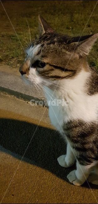 고양이,cat,옆모습,animal,수염