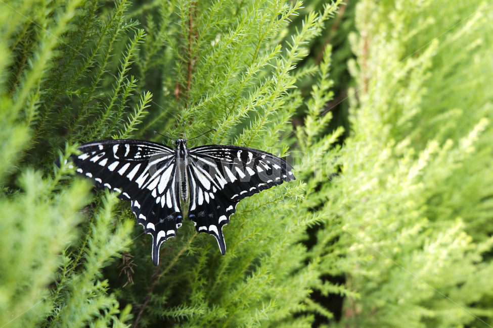 나비,자연,접사,butterfly,wings,nature,flying,season,6월,insect,곤충,jun