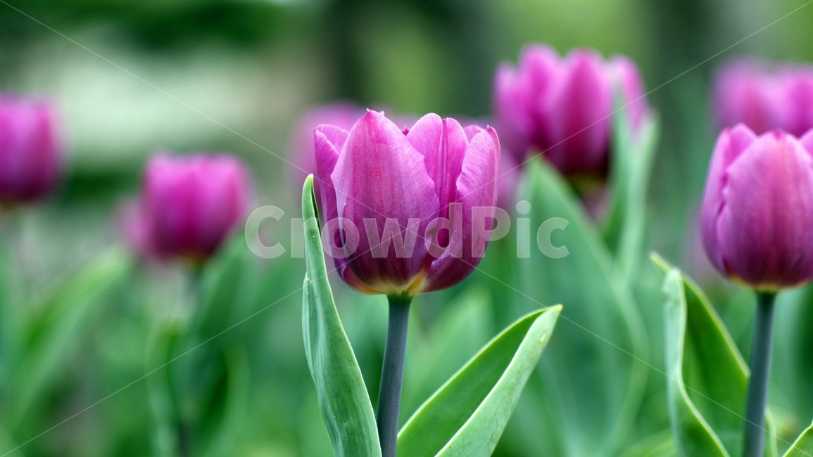 plant,식물,flower,꽃,blossom,튜울립,tulip,식물,자연,plants,nature,꽃,flower