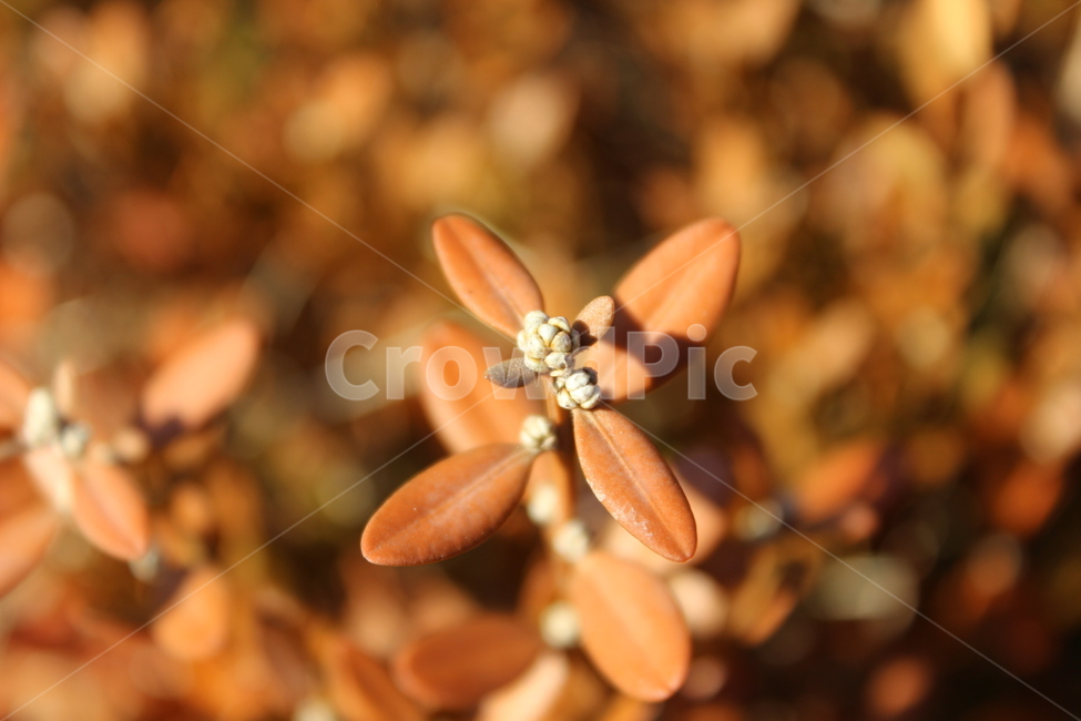 plant,식물,철쭉,잎,brown