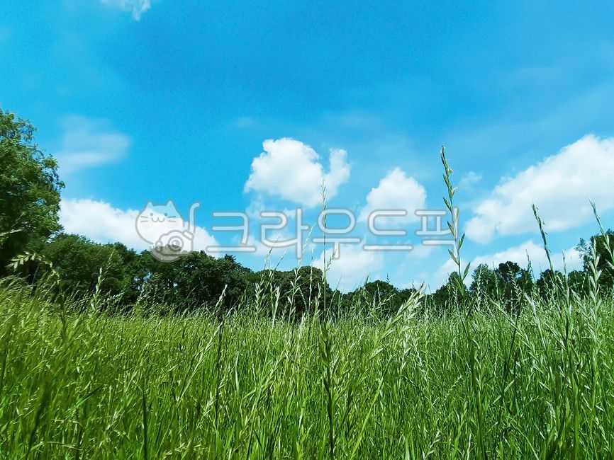 grass, 잔디, plant, 식물, outdoors, 사진,이미지,일러스트,캘리그라피 - Nhologramtail작가
