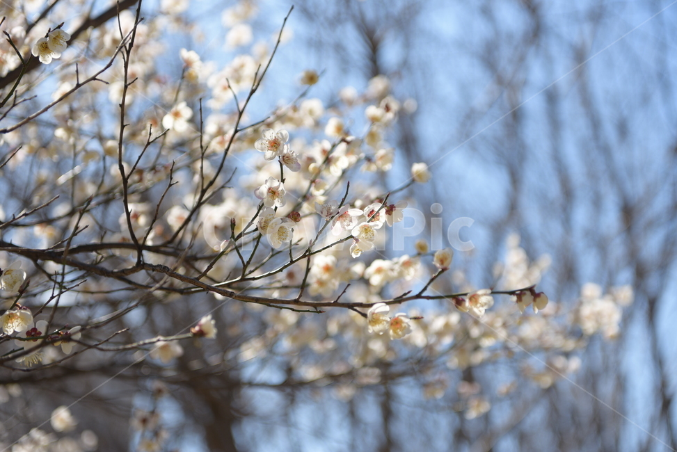 plant,식물,나무,꽃,배경,봄,자연,감성,계절