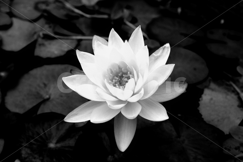 꽃,연꽃,흑백사진,감성사진,프로방스,식물,자연,plants,nature,꽃,flower,흑백,모노톤,monochrome,black and white