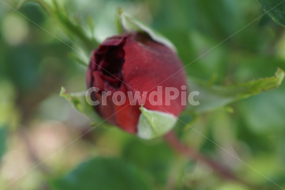 rose,장미,flower,꽃,식물