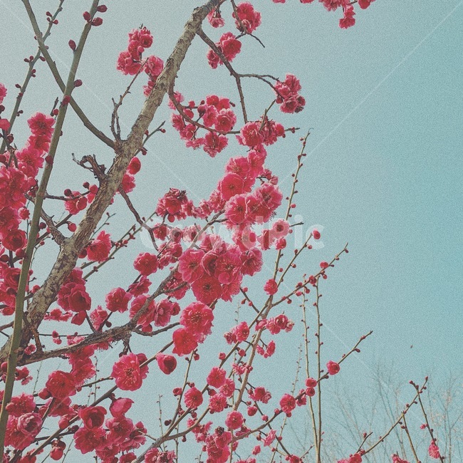 plant,식물,flower,꽃,봄