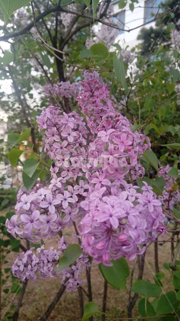 라일락,보라색,꽃,봄,식물,식물,자연,plants,nature,꽃,flower
