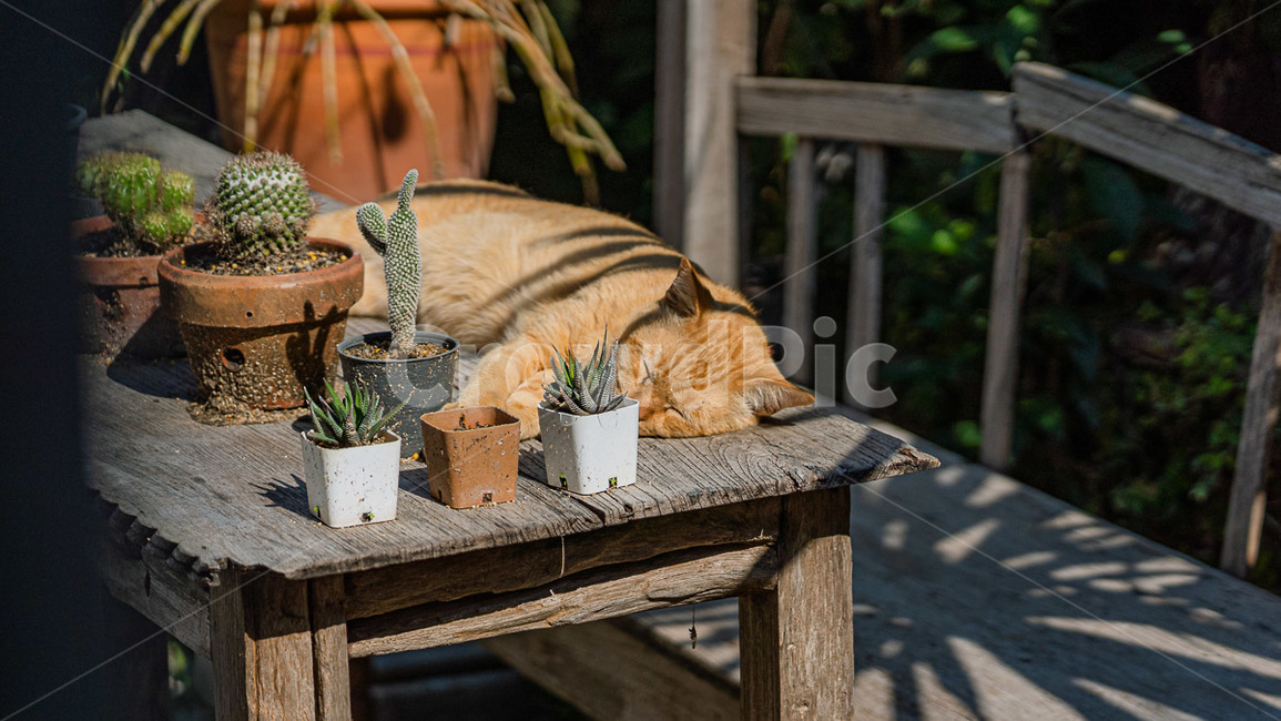 wood,나무,고양이,cat,오후
