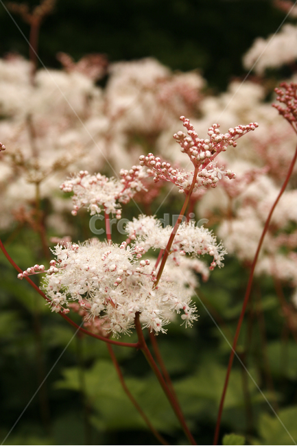 터리풀,식물,flower,plants,nature,꽃,꽃봉오리,식물,자연,plants,nature,꽃,flower