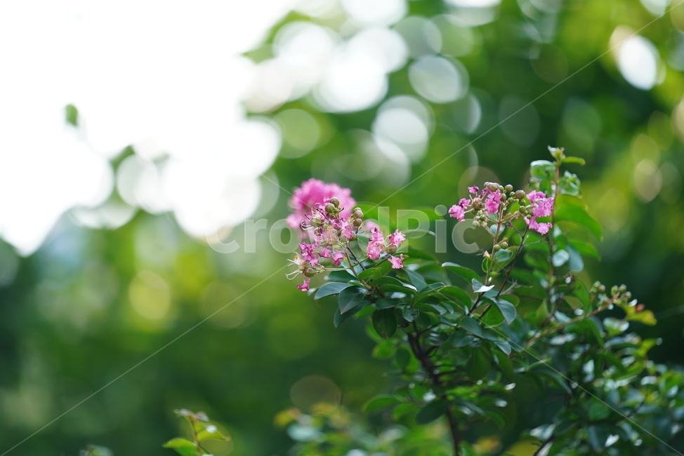 꽃,플라워,식물,생물,생명,핑크,분홍,색감,컬러,plant,식물,자연,plants,nature,꽃,flower