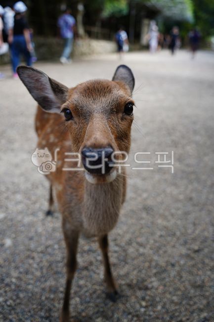 deer,animal,national park,japan deer park,roe deer,deer park,park,cute,japan,goral,deer,nara,animal,japan