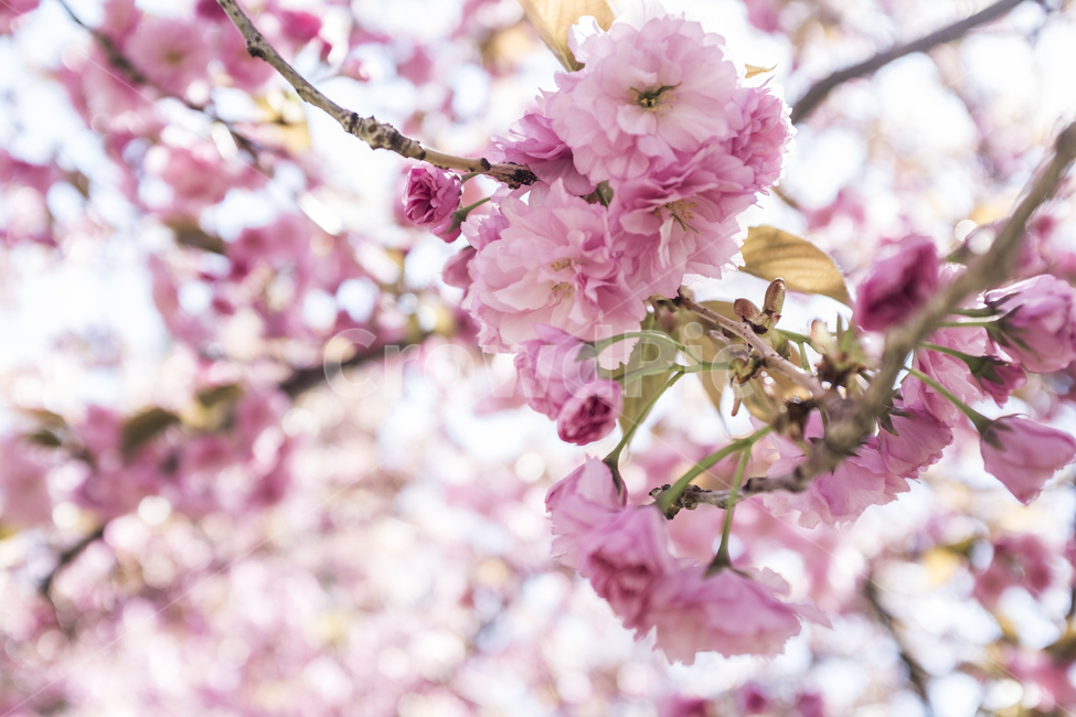 plant,식물,flower,꽃,blossom,벚꽃,핑크,분홍,봄,확대,spring,cherry,sakura,cherryblossom,pink,closeup