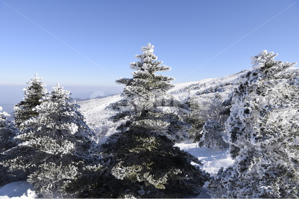 소백산,상고대,눈꽃,설경,주목,천년주목,겨울,겨울,계절,winter,season,식물,자연,plants,nature,나무,trees,wood