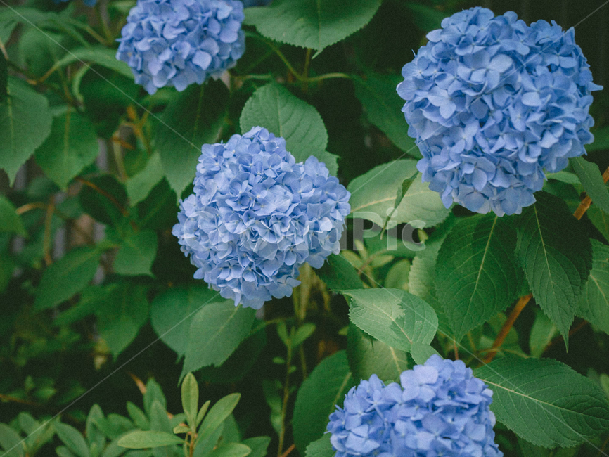 plant,식물,blossom,꽃,flower,수국,파랑색,파란색식물,꽃,flower