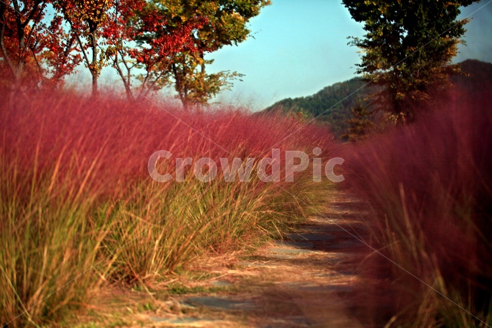 핑크뮬리,공원,꽃,자연,갈대,자연,풍경,nature,landscape