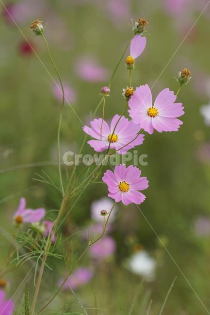 가을,코스모스,꽃,식물,자연,계절,붉은색,핑크,순수,감성,cosmos,red,pink,fall,nature,autumn,green,white,가을,계절,fall,autumn,season,식물,자연,plants,nature,꽃,flower,blossom,geranium,제라늄,plant