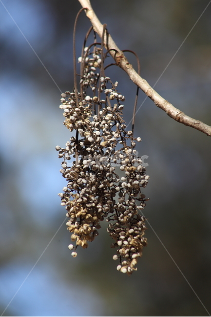 가을,열매,종자,식물,seed,가을,계절,fall,autumn,season,식물,자연,plants,nature,bird feeder,조류 피더