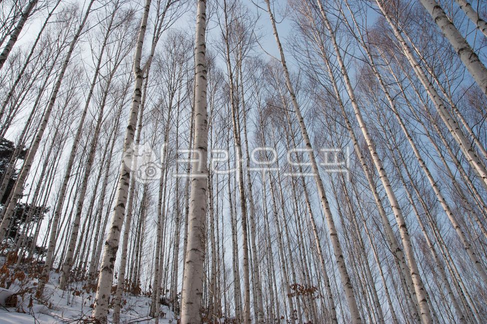 인제,자작나무,인제자작나무숲,자작나무숲,강원도,겨울,tree,나무,plant,식물,birch,자작나무,겨울,계절,winter,season