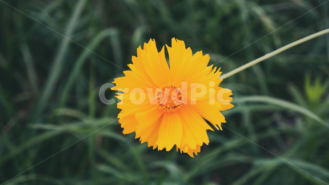 plant,식물,꽃,노랑색,노란꽃,금계국,식물,자연,plants,nature,꽃,flower
