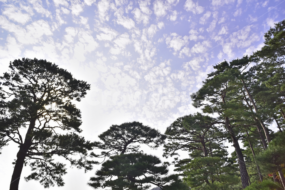 소나무,화담숲,정원,가든,수목원,침엽수,상록수,파인트리,pinetree,forest,green,tree,plant,나무,식물,vegetation,초목,background,풍경,배경,백그라운드,한국자연경관,숲,그리너리,자연,네추럴,natural,환경,environment,healing,힐링,한국자연풍경,아웃도어,옥외,야외,outdoor,landscape,자연,풍경,nature,landscape