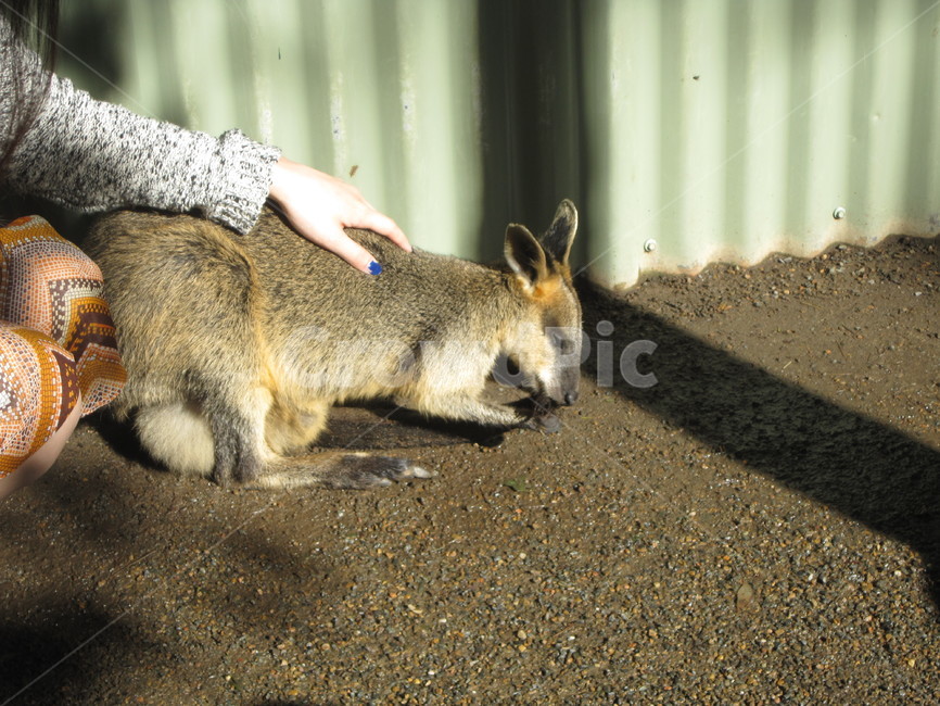 캥거루,kangaroo,animal,동물,호주,동물,animal,포유류,mammal