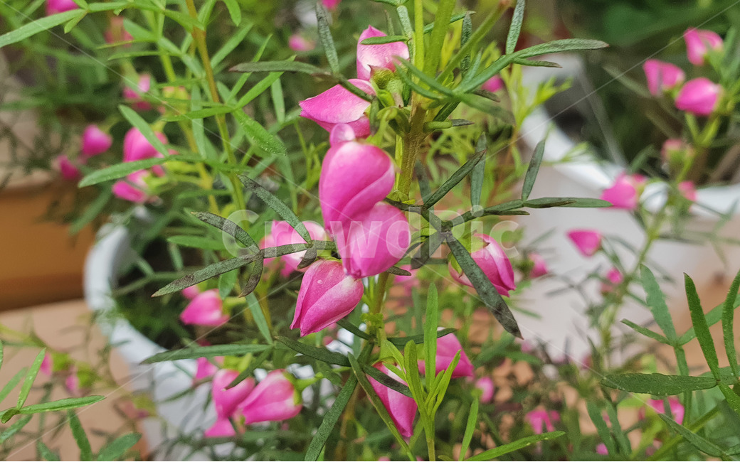 봄,꽃,화초,화분,핑크,식물,자연,plants,nature,꽃,flower