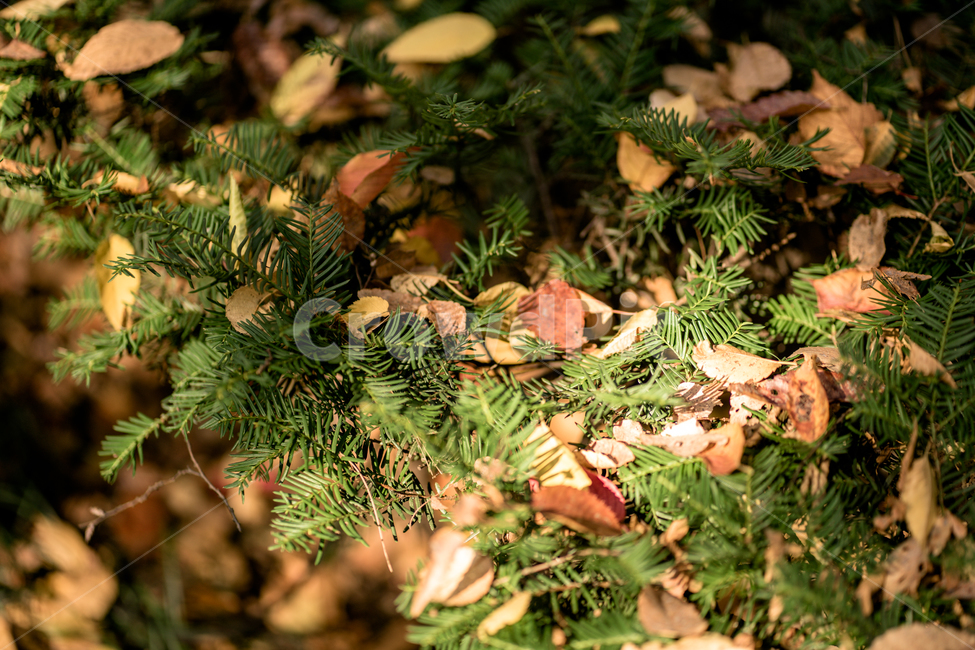 가을,낙엽,초록,갈색,노랑,햇빛,가을,계절,fall,autumn,season,휴식,힐링,rest,relaxation,healing,tree,나무,plant,식물