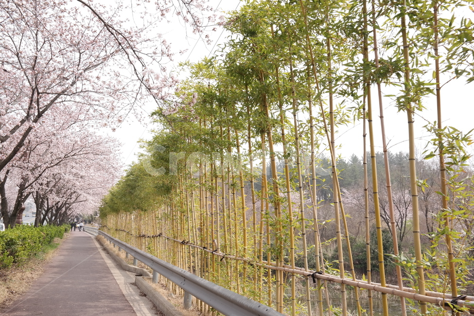 경주,벚꽃,봄,자전거,호수,풍경,사랑,계절,spring,season,식물,자연,plants,nature,flower,하늘,감성,휴가