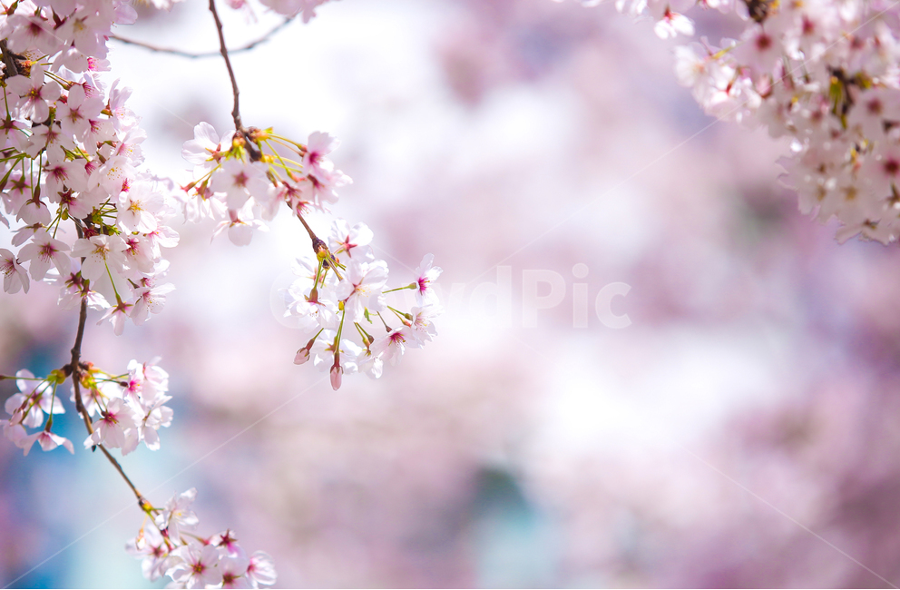 벚꽃,봄,srpingcherryblossom,꽃,계절,springseason,식물,자연,plantsnatureflower,봄,계절,spring,season,식물,자연,plants,nature,꽃,flower,감성,sensible,feeling,plant,blossom,cherry blossom