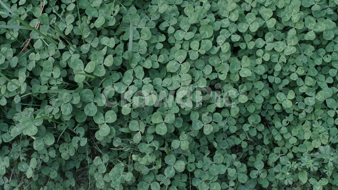 초록,식물,입사귀,자연,풍경,식물,자연,plants,nature