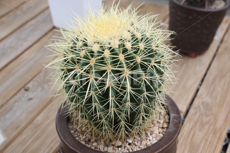 가시,선인장,식물,초록,자연,식물,자연,plants,nature,실내용화초,화분,화초,house plant