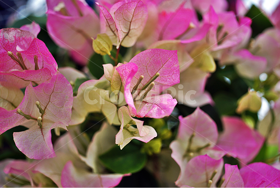 부겐빌레아,부겐빌리아,분꽃과,남아메리카,식물,꽃,식물,자연,plants,nature,꽃,flower