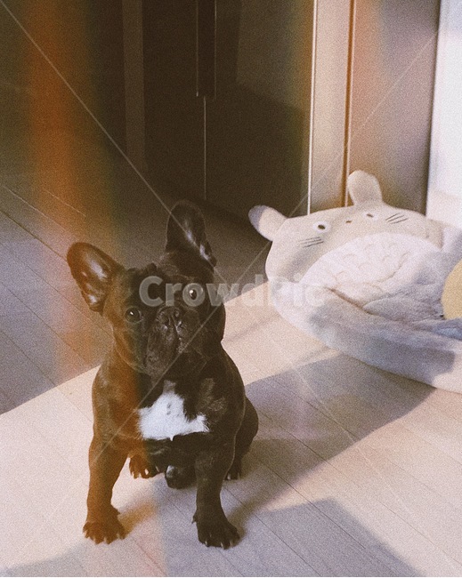 프렌치불독,프불,bulldog,frenchbulldog,동물,dog,개,필름보정,동물,animal,포유류,mammal,개,강아지,dog,doggy