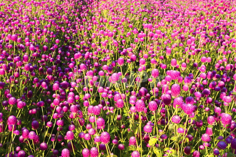 꽃,천일홍,식물,자연,꽃밭,분홍꽃,천일초,천금홍,천년홍,식물,자연,plants,nature,꽃,flower