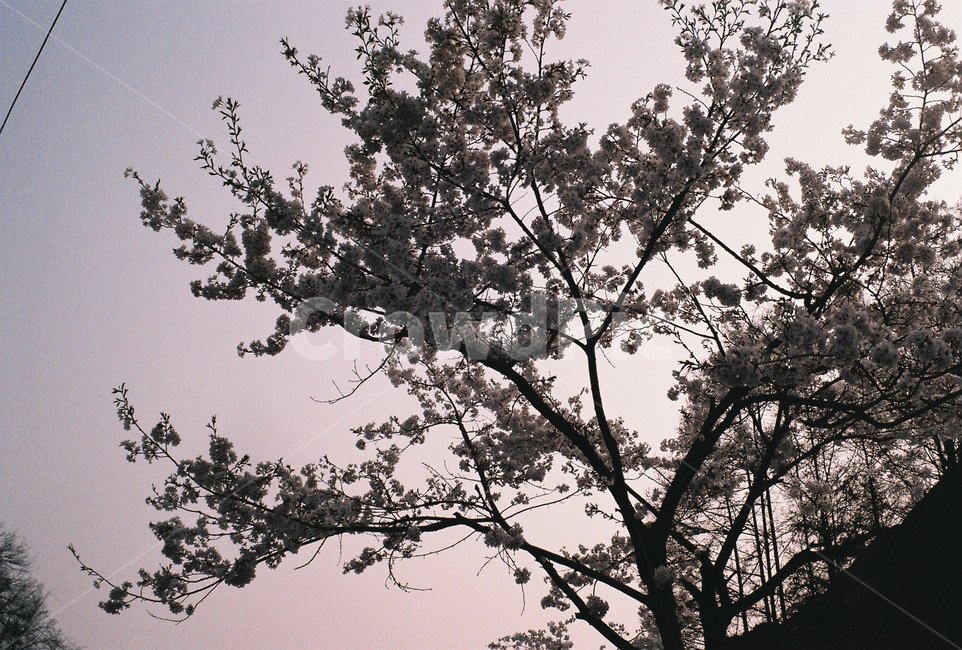 나무,tree,식물,plant,하늘,sky,벚꽃,blossom,자연,nature,필름,필름사진,film,flower,cherryblossom