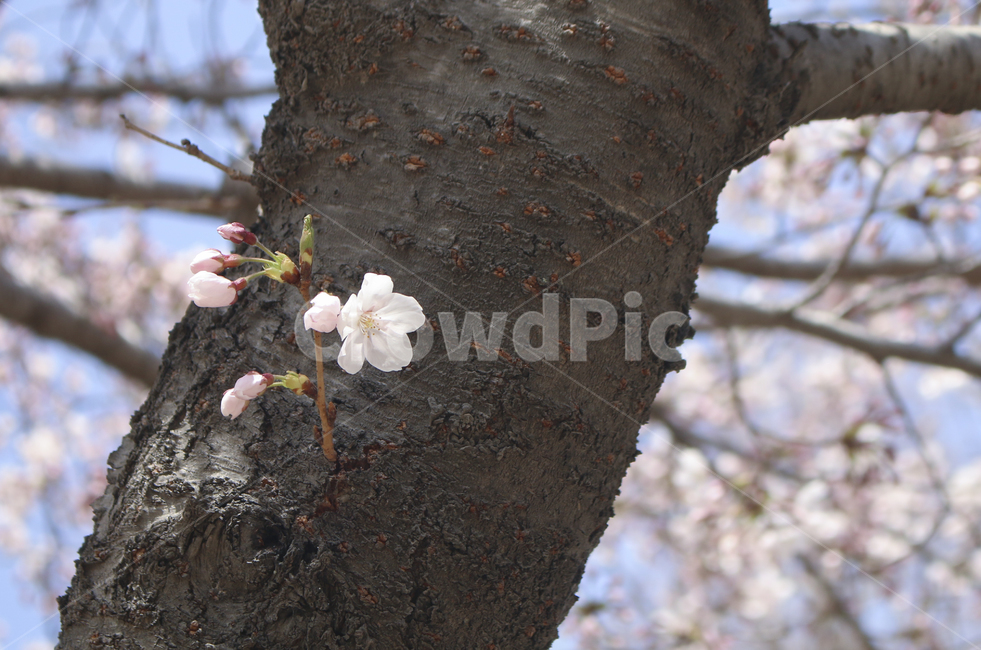 blossom,flower,꽃,벚꽃,봄꽃,spring,봄,plant,식물,tree,나무,treetrunk,나무줄기,나뭇가지,하늘,sky