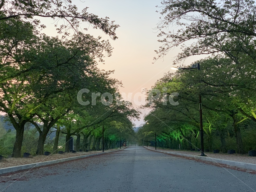 노을사진하늘,노을진하늘,아름다운사진,노을,길거리,나무,tree,거리