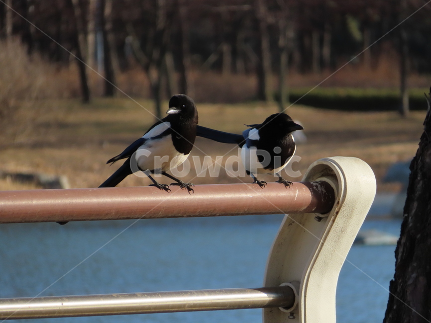 강가,까치,조류,새,커플,사랑,두마리,river,magpie,bird,birds,couple,love,two,동물,animal,조류,새,birds