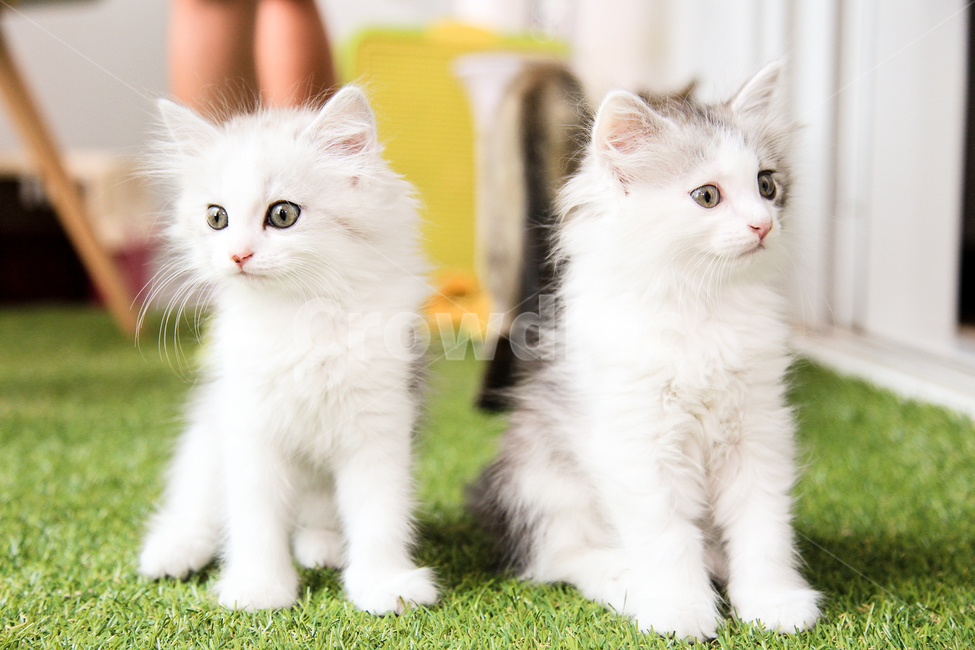 반려동물,반려묘,고양이,애완동물,동물,동물,animal,포유류,mammal,고양이,cat,kitten,kitty